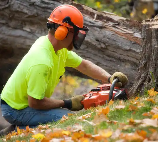 tree services Reidsville